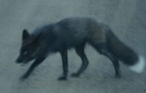 21 fox 3 (Bella Coola May 2017)