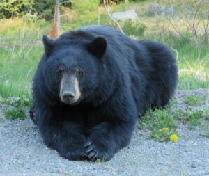 22 Bear # 5 (Bella Coola End of May)