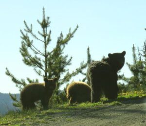 23 Mum and cinnamon cubs (Bella Coola End of May)
