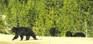25 mum and 3 cubs (Bella Coola End of May)