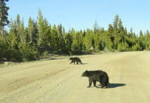 26 wondering back and forth (Bella Coola End of May)