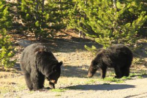 27 almost as big as mum (Bella Coola End of May)