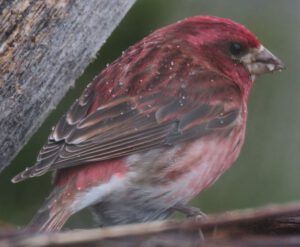 3 purple finch rain (Meanwhile….)