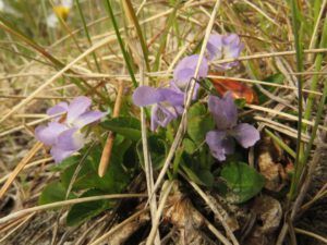 3 violets (We’ve Got Leaves!)