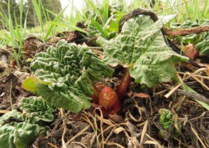 4 rhubarb (We’ve Got Leaves!)