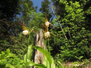 4a ladyslipper 1 (Bella Coola End of May)