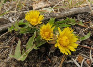 5 dandelions (We’ve Got Leaves!)