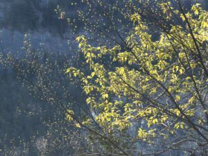 5 first green leaves! (Bella Coola May 2017)