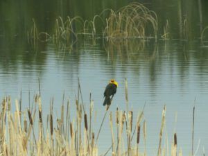 5 yellow-headed blackbird (We’ve Got Leaves!)