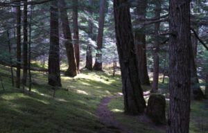 5b mossy floor (Bella Coola May 2017)