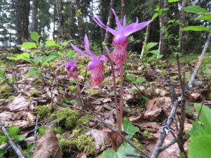 6 calypso hunting 1 (Bella Coola May 2017)