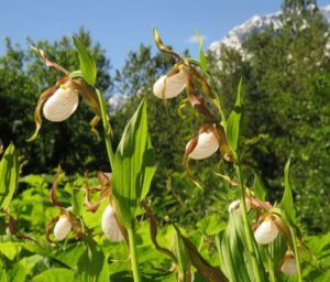 6 ladyslippers (Bella Coola End of May)