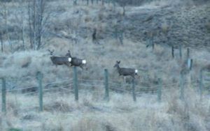 7 deer (Meanwhile….)