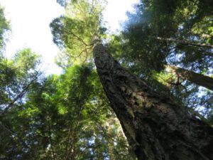 7 douglas fir (Bella Coola End of May)