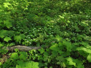 7b bunchberry 1 (Bella Coola End of May)