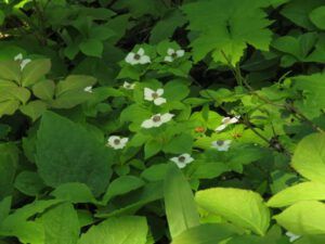 8 bunchberry (Bella Coola End of May)