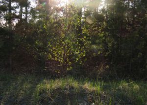 8 cottonwood (We’ve Got Leaves!)