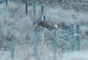 8 deer leaping (Meanwhile….)