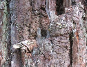 8 fir bark (Bella Coola May 2017)