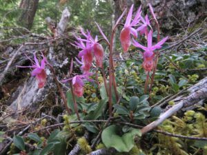 8a calpypso 2 (Bella Coola May 2017)