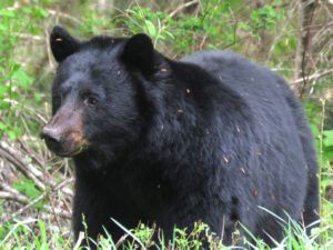 9 bear 1 (Bella Coola May 2017)