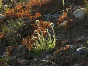 9 cutleaf fleabane (We’ve Got Leaves!)