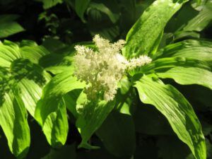 9 false solomon seal (Bella Coola End of May)