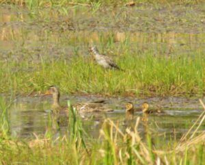 10 yellowlegs and mallards (Summer Rush)