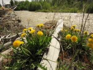 1b river and dandelions best (Summer Rush)