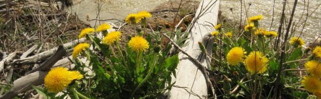 river and dandelions