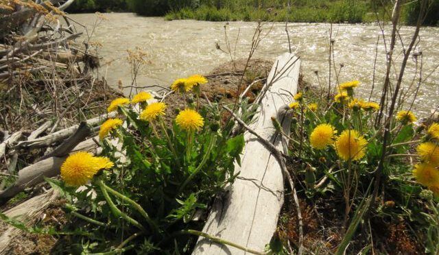 river and dandelions