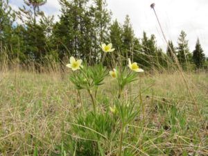 1d anemones (Summer Rush)