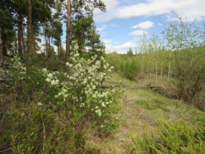 1e saskatoons (Summer Rush)