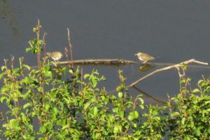 1i 2 tiny sandpipers (Summer Rush)