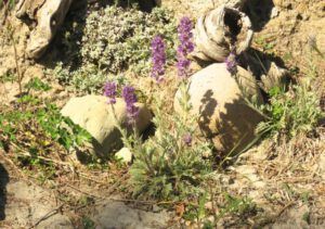 1mb silky phacelia (Summer Rush)