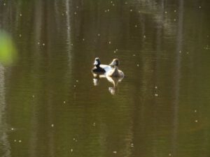1n lesser scaups and bugs (Summer Rush)