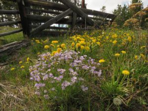 jacobs ladder (Summer Rush)