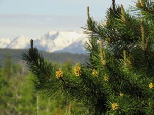 pine flowers (Summer Rush)