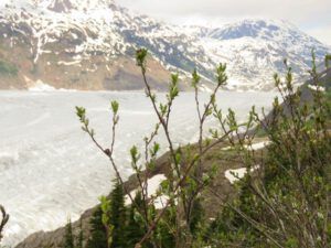 1 b glacier view start (Home to Stewart and Salmon Glacier)