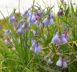 1 bluebells (Yukon Journey – Meziadin Junction to Whitehorse)
