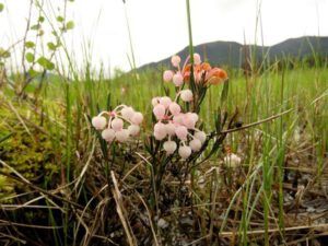 1 bog rosemary best (Home to Stewart and Salmon Glacier)