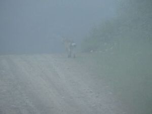 1 foggy dog (Highway 5)