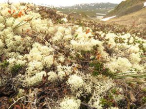 10 puffy lichen (Yukon Journey – Chilkat Pass.)
