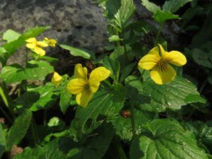 10 yellow violet (Highway 5)