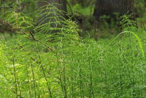 10a horsetails (Tombstone Territorial Park)