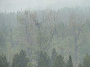 11 eagles nest (Kleena Kleene Fire Part Three)