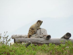 11 mine shaft with marmot smoke BEST (Haines Junction to Dawson City)