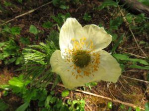 114 crocus anemone (Highway 5)