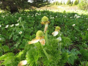 114a crocus anemone, globe flo (Highway 5)