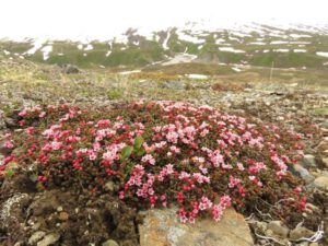 12 creeping azalea 2 best (Yukon Journey – Chilkat Pass.)
